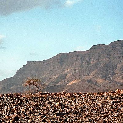 Baum Berge Draa-Tal