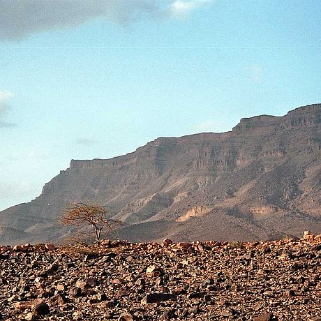 Baum Berge Draa-Tal Blick auf einen Baum zwischen Steinen vor den Bergen des Draa-Tals