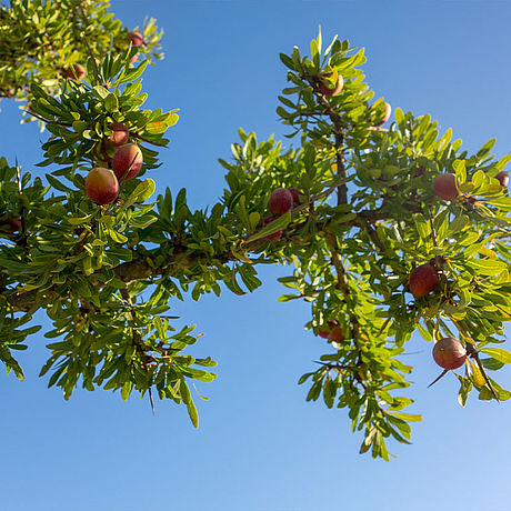 Blick auf die Frucht eines Arganbaumes
